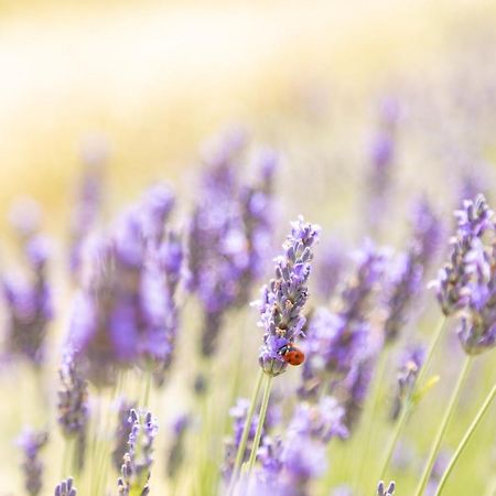 Agriturismo La Valle Della Lavanda - Podere Mezzastrada Fauglia المظهر الخارجي الصورة
