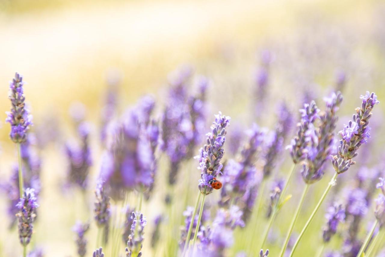 Agriturismo La Valle Della Lavanda - Podere Mezzastrada Fauglia المظهر الخارجي الصورة